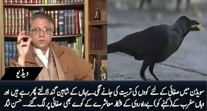 Wild crows are being used for cleaning in Sweden, Hassan Nisar draws a comparison with our society