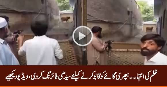 Zulm Ki Inteha: Qurbani Ke Jaanwar Per Seedhi Firing Kar Di